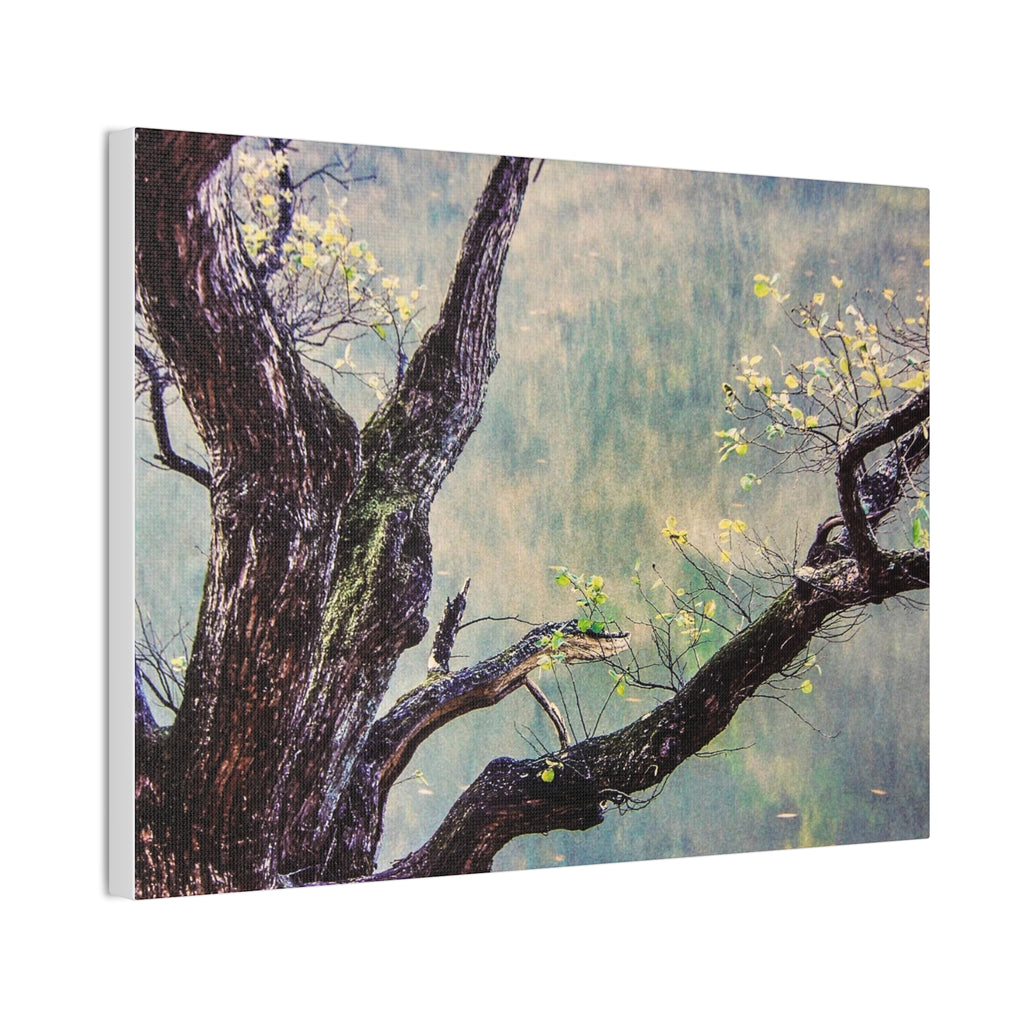 Tree Photography Wall Art Printify